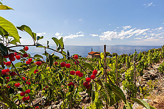 红色浆果,种植,地点,厄尔巴岛,岛屿,里窝那,省,托斯卡纳,意大利