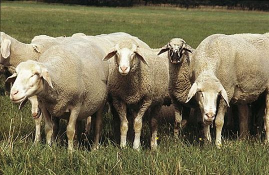 放牧,白色,绵羊,黑色,羊羔,哺乳动物,草场,农业,南,黑森州,德国,欧洲