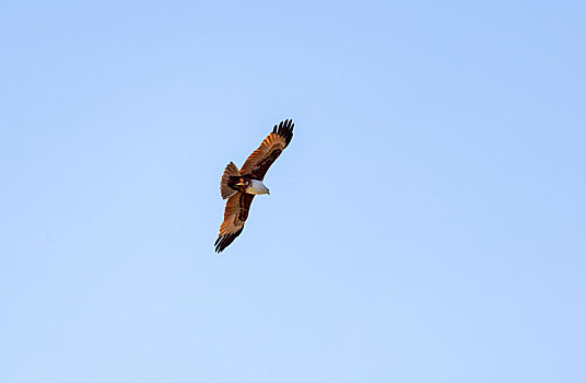 借助气流盘旋在天空中的斯里兰卡栗鸢鸟