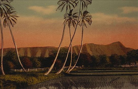 夏威夷,瓦胡岛,檀香山,稻田,棕榈树,钻石海岬,背景,粉红天空,老式,明信片