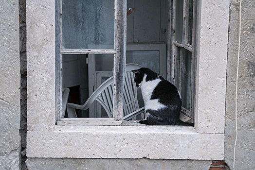 废弃房屋窗户上的一只黑白相间的猫