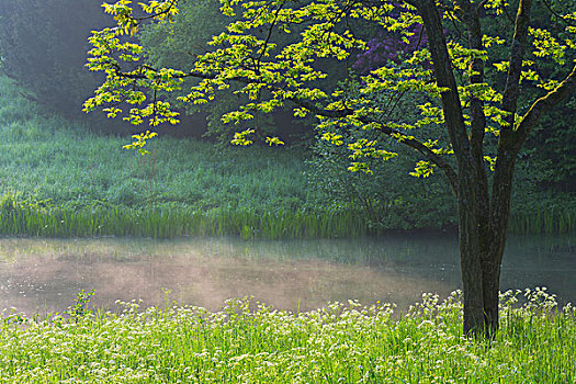 树,早春,公园,阿沙芬堡,弗兰克尼亚,巴伐利亚,德国