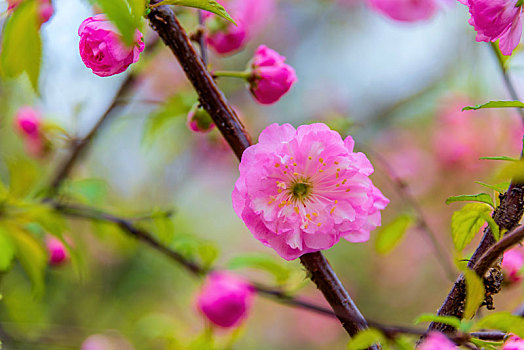 开花的蔷薇科植物,小桃红榆叶梅