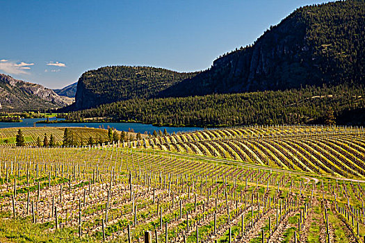 葡萄藤,蓝色,山,葡萄酒厂,奥克纳根谷,不列颠哥伦比亚省,加拿大