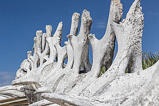 巴哈马,岛屿,抹香鲸,骨头,展示,画廊