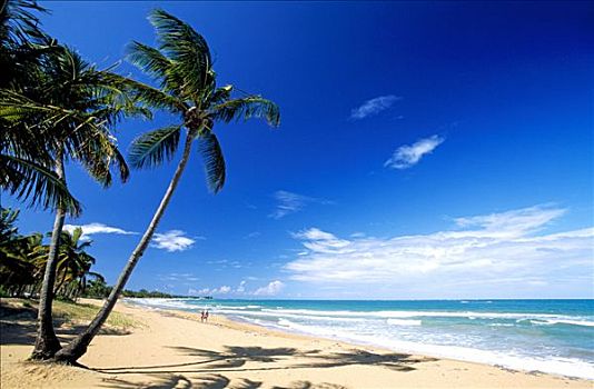 海滩,棕榈树,靠近,里奥格兰德,波多黎各,加勒比海