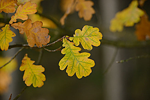特写,夏栎,栎属,栎树,叶子,诺伊马克特,普拉蒂纳特,巴伐利亚,德国