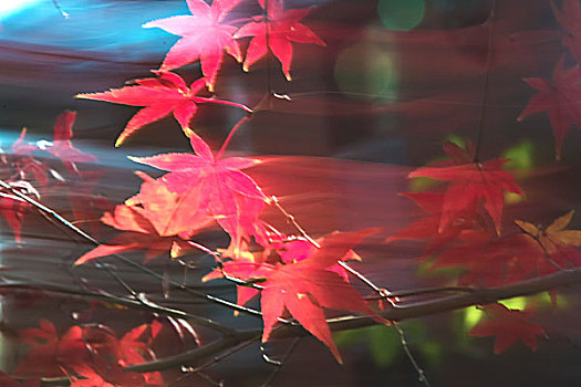 南京中山植物园秋冬季节美景
