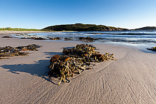 海藻,沙洲,省立公园,西南方,岸边,岛屿,纽芬兰,拉布拉多犬,加拿大