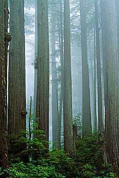 红杉林,红杉,州立公园,加利福尼亚,美国