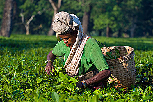 女人,工作,茶园,乡村,靠近,卡齐兰加国家公园,印度