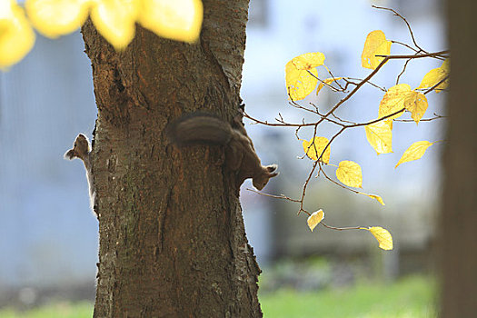 北海道松鼠,秋天
