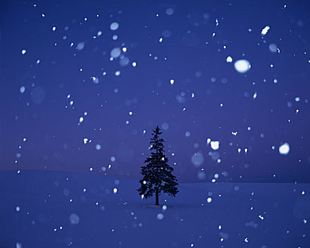 夜空,满,雪,树