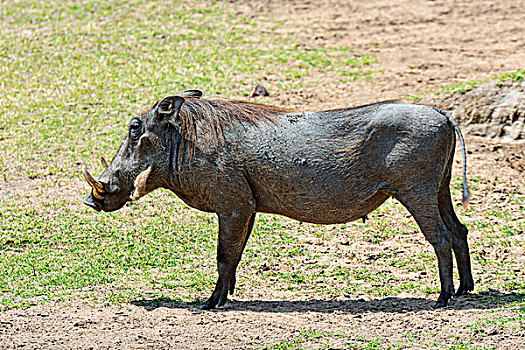 疣猪,马赛马拉国家保护区,肯尼亚,非洲