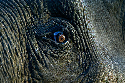 大象,眼,泰国,一月,2007年