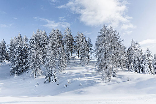 积雪,树,滑雪,区域,萨尔茨堡,陆地,奥地利