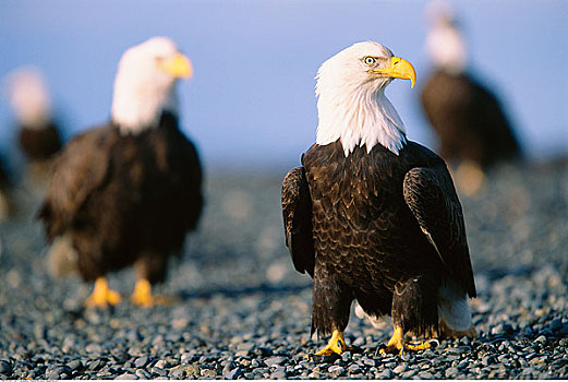白头鹰,本垒打,阿拉斯加,美国