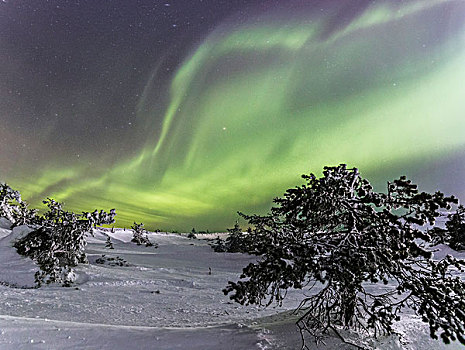 全景,雪,木头,冰冻,树,框架,北极光,星,拉普兰,区域,芬兰,欧洲