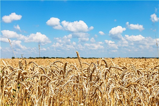 穗,成熟,小麦,乡村,地点,蓝天