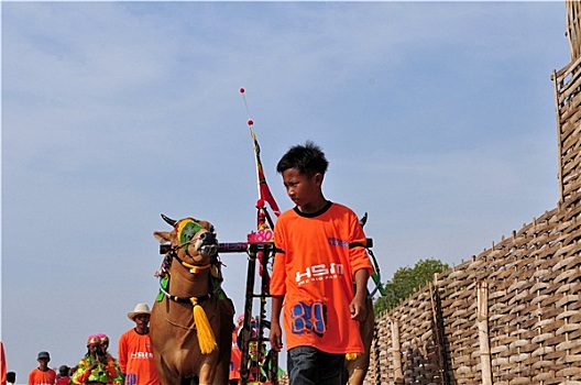 骑师,拴狗绳,公牛,比赛,印度尼西亚
