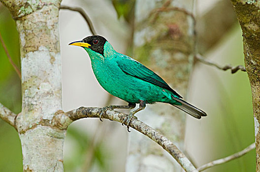 绿色,哥斯达黎加