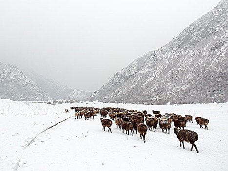 冬季的羊群