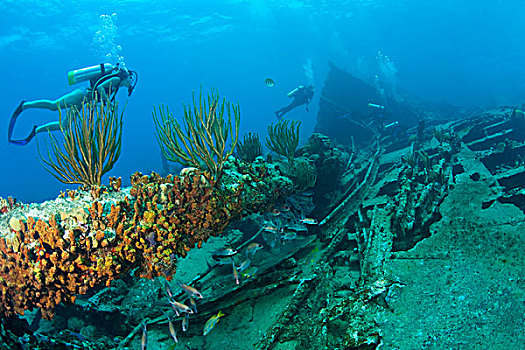 女性,青少年,潜水,残骸,飓风,1867年,海岸,盐,岛屿,靠近,托托拉岛,英属维京群岛,加勒比