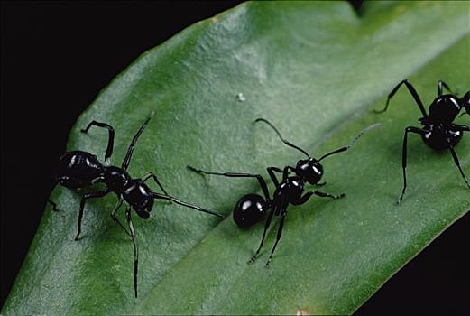 跳蛛,左边,计算,腿,两个,蚂蚁,右边