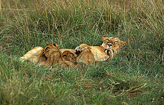 非洲狮,狮子,雌性,幼兽,吸吮,肯尼亚
