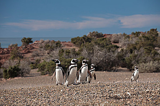 麦哲伦企鹅,小蓝企鹅,阿根廷,南美