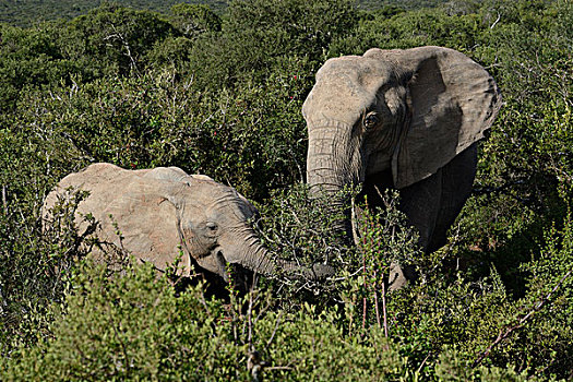 非洲象,成年,幼兽,阿多大象国家公园,东开普省,南非,非洲
