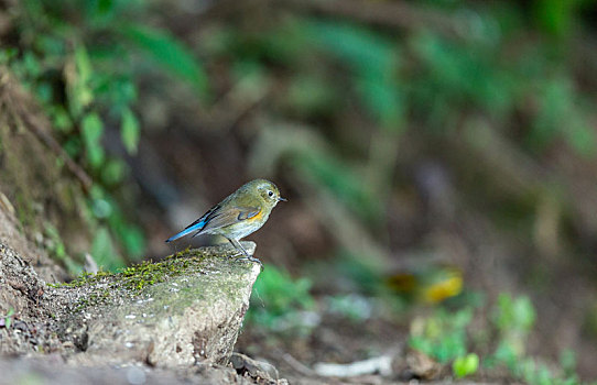 生性活泼好动的蓝眉林鸲鸟