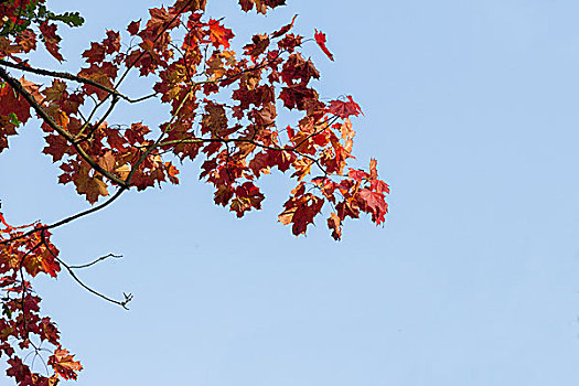 秋天,枫树,枝条,逆光,蓝天