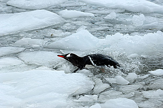南极,南极半岛,港口,巴布亚企鹅,游泳,水,遮盖,冰