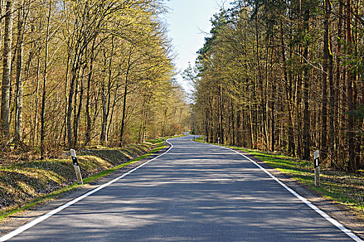 道路,树林,早,弗兰克尼亚,巴伐利亚,德国
