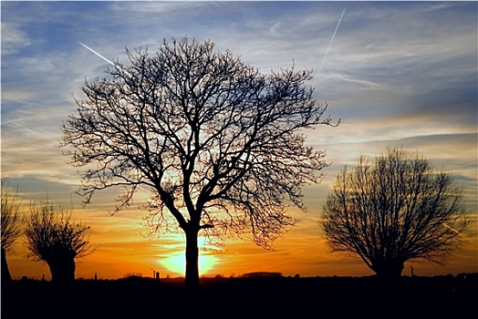 日落,树