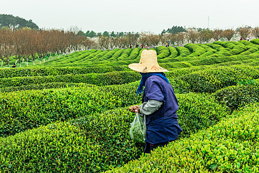 农民在茶园里采摘茶叶
