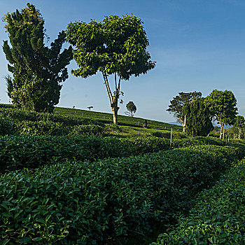 风景,茶园,清莱,泰国