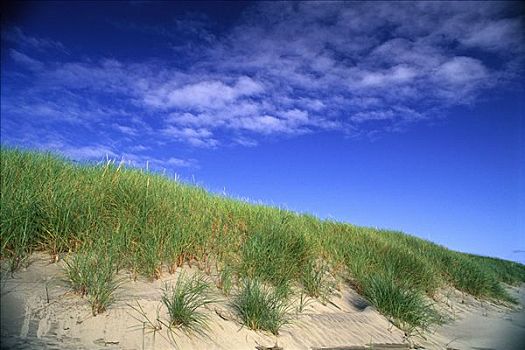 沙丘,草,天空,南海滩,俄勒冈,美国