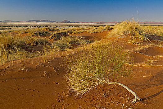 小,沙漠,灌木,暸望,纳米比亚