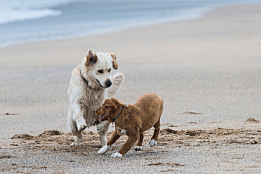 两只,狗,玩,海滩,纽基,康沃尔