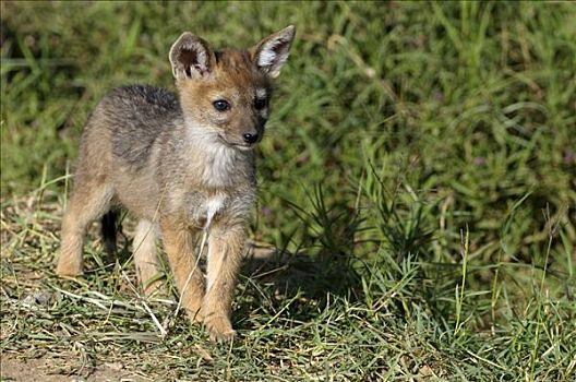 黑背狐狼,黑背豺,小动物,洞穴,纳库鲁湖,国家公园,肯尼亚,东非