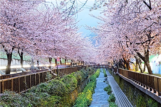樱花,釜山,城市,韩国