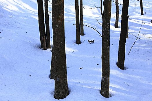 北海道松鼠,冬天