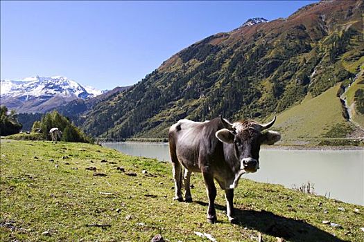 母牛,山谷,湖,提洛尔,奥地利