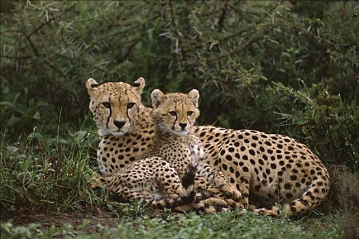 印度豹,猎豹,4-5岁,老,幼兽,偎依,向上,母兽,脆弱,恩格罗恩格罗,保护区,坦桑尼亚