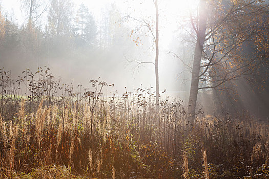 风景,长,草,树林,光线,模糊,秋天,太阳,南方,芬兰