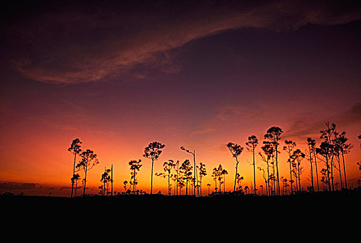 松树,大沼泽地国家公园,佛罗里达,美国