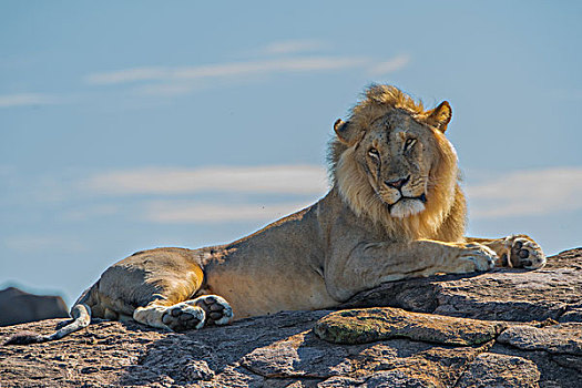 肯尼亚马赛马拉国家公园狮子群