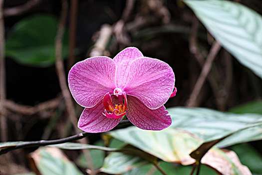 花,植物,兰花